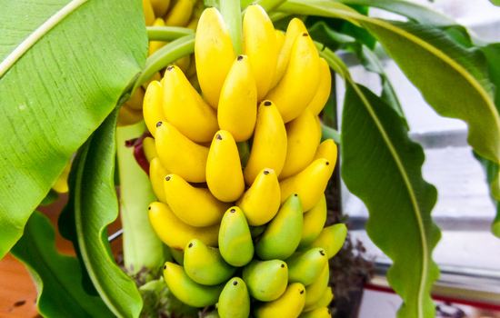   Противопоказаний к употреблению бананов