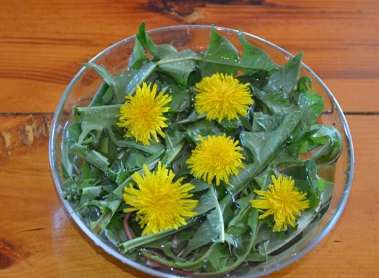 Салат из листьев одуванчика: польза и вред