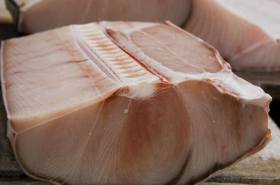 Акулье мясо: польза и вред для организма