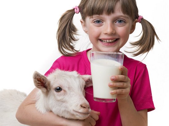 Особые свойства козьего молока